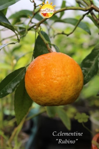 C.clementine Rubino - 
